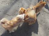 Собаки, щенята Малий шпіц, ціна 3000 Грн., Фото