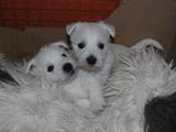Собаки, щенята Вестхайленд уайт тер'єр, ціна 10000 Грн., Фото