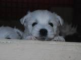 Собаки, щенята Вестхайленд уайт тер'єр, ціна 10000 Грн., Фото