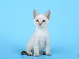 Кішки, кошенята Тайська, ціна 1500 Грн., Фото