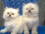 Кішки, кошенята Бірманська, ціна 500 Грн., Фото