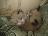 Кішки, кошенята Сіамська, ціна 10 Грн., Фото