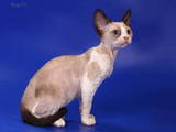 Кошки, котята Девон-рекс, цена 3000 Грн., Фото