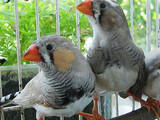 Попугаи и птицы Канарейки, цена 90 Грн., Фото