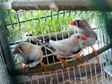 Папуги й птахи Канарки, ціна 90 Грн., Фото