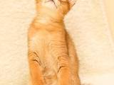 Кошки, котята Абиссинская, цена 45000 Грн., Фото