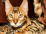 Кошки, котята Бенгальская, цена 8000 Грн., Фото