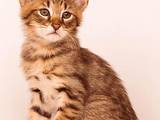 Кішки, кошенята Абіссінська, ціна 35000 Грн., Фото