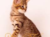 Кошки, котята Абиссинская, цена 35000 Грн., Фото