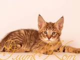 Кішки, кошенята Абіссінська, ціна 35000 Грн., Фото