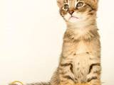 Кошки, котята Абиссинская, цена 40000 Грн., Фото