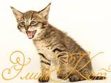 Кішки, кошенята Абіссінська, ціна 40000 Грн., Фото