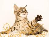 Кішки, кошенята Абіссінська, ціна 40000 Грн., Фото