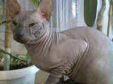 Кошки, котята Донской сфинкс, цена 350 Грн., Фото