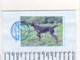 Собаки, щенята Німецька жорсткошерста лягава, ціна 2400 Грн., Фото