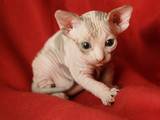 Кошки, котята Канадский сфинкс, цена 5500 Грн., Фото