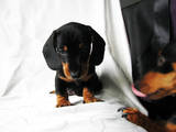 Собаки, щенята Гладкошерста мініатюрна такса, ціна 1400 Грн., Фото