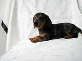 Собаки, щенки Гладкошерстная миниатюрная такса, цена 1400 Грн., Фото