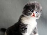 Кошки, котята Хайленд Фолд, цена 2800 Грн., Фото