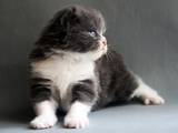 Кішки, кошенята Highland Fold, ціна 2800 Грн., Фото