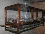 Птахівництво Обладнання для пташиних ферм, ціна 300 Грн., Фото