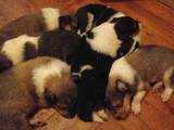 Собаки, щенята Довгошерстий коллі, ціна 2000 Грн., Фото