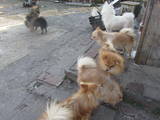Собаки, щенята Малий шпіц, ціна 3500 Грн., Фото