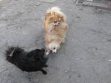 Собаки, щенки Померанский шпиц, цена 3500 Грн., Фото