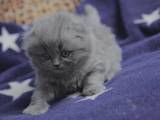Кішки, кошенята Британська довгошерста, ціна 700 Грн., Фото