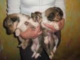Собаки, щенки Длинношерстный колли, цена 2000 Грн., Фото