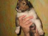 Собаки, щенята Довгошерстий коллі, ціна 2000 Грн., Фото