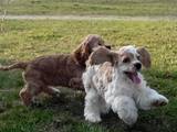 Собаки, щенки Американский коккер, цена 1500 Грн., Фото