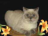 Кошки, котята Экзотическая короткошерстная, цена 900 Грн., Фото