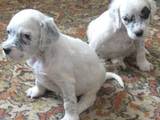 Собаки, щенята Англійський сетер, ціна 2000 Грн., Фото