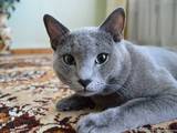 Кошки, котята Русская голубая, цена 2000 Грн., Фото