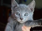 Кошки, котята Русская голубая, цена 2000 Грн., Фото