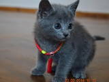 Кішки, кошенята Російська блакитна, ціна 2000 Грн., Фото
