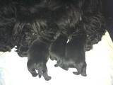 Собаки, щенята Скотчтерьер, ціна 5000 Грн., Фото