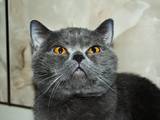 Кошки, котята Шотландская вислоухая, Фото