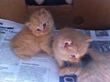 Кішки, кошенята Курильський бобтейл, ціна 600 Грн., Фото