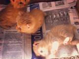 Кішки, кошенята Курильський бобтейл, ціна 600 Грн., Фото