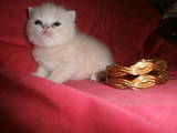 Кішки, кошенята Екзотична короткошерста, ціна 650 Грн., Фото