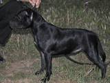 Собаки, щенята Стаффордширський бультер'єр, ціна 6000 Грн., Фото