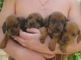 Собаки, щенки Гладкошерстная кроличья такса, цена 250 Грн., Фото