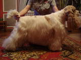 Собаки, щенята Американський коккер, ціна 4000 Грн., Фото