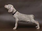 Собаки, щенята Веймарська лягава, ціна 5500 Грн., Фото