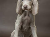 Собаки, щенки Веймарская легавая, цена 5500 Грн., Фото