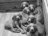 Собаки, щенки Веймарская легавая, цена 5500 Грн., Фото