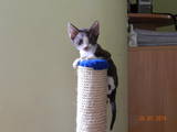 Кошки, котята Девон-рекс, цена 600 Грн., Фото