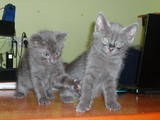 Кішки, кошенята Російська блакитна, ціна 500 Грн., Фото